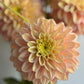 Florelie Kindness, small informal decorative, pastel yellow and pink