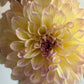 Kotara, soft yellow with an apricot accent, large informal decorative