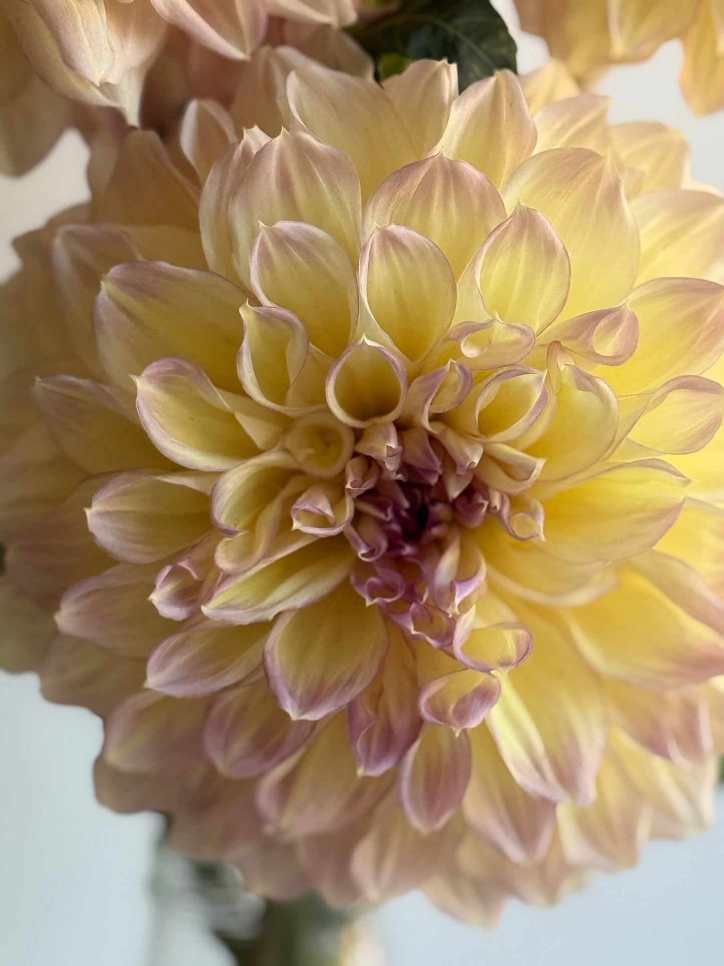 Kotara, soft yellow with an apricot accent, large informal decorative