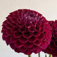 Nugget, Crimson burgundy, black centre
