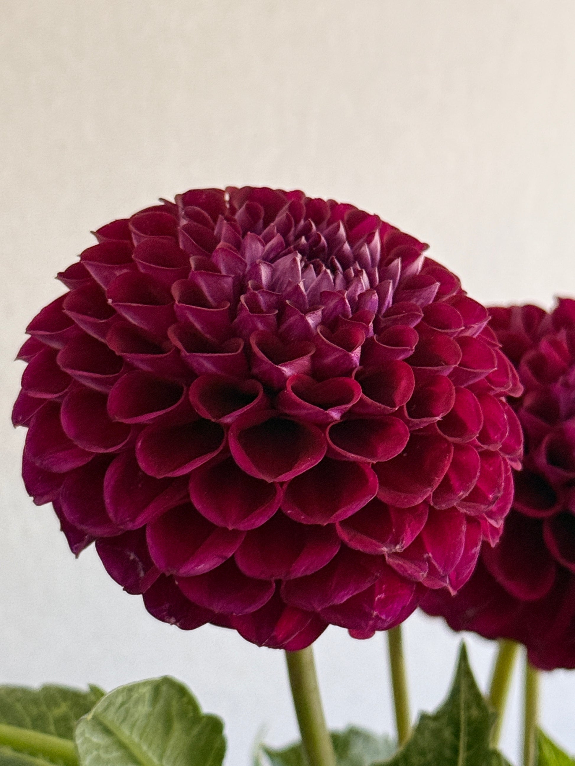 Nugget, Crimson burgundy, black centre
