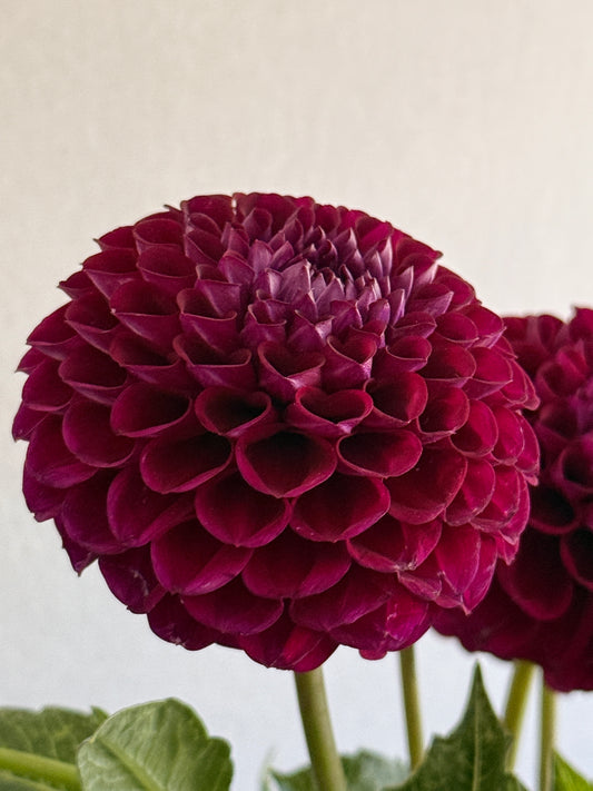 Nugget, Crimson burgundy, black centre