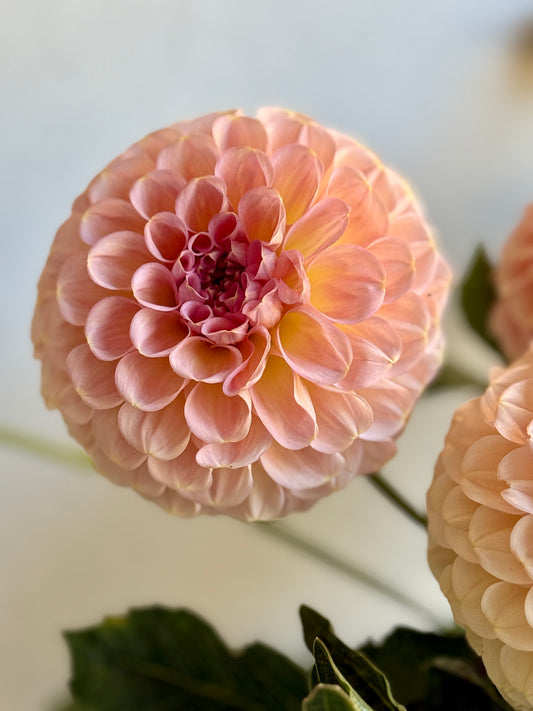 Salmon Joy dahlia, ball, decorative, salmon colour