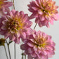 Seagull dahlia, soft pink and lemon waterlily stunner