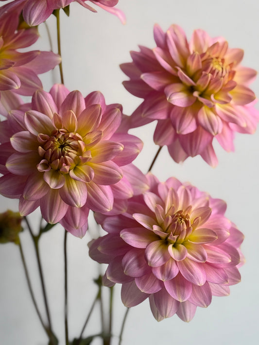 Seagull dahlia, soft pink and lemon waterlily stunner