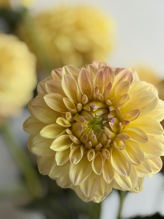 Dahlia, Florelie Toffee, miniature informal decorative