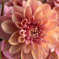 Tropical Dream Dahlia, miniature decorative, salmon pink