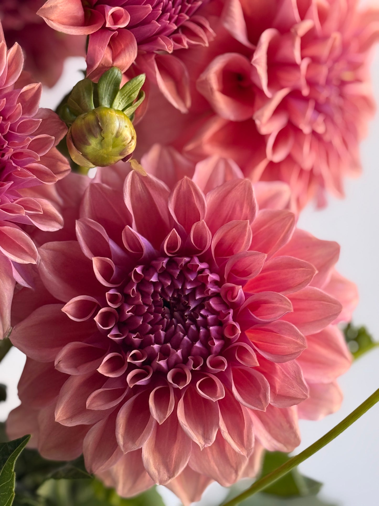 Dahlia
