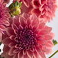 West Coast, dusky pink, medium decorative dahlia