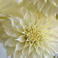 Florelie Whipped Cream, crisp white, informal decorative
