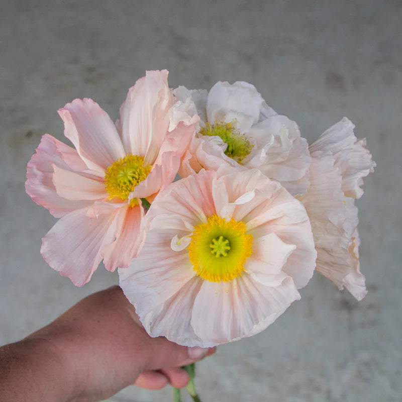 Poppy, Colibri Rosa Chiaro Pastello