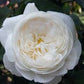 Rose,  Fair Bianca