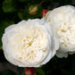 Rose,  Fair Bianca