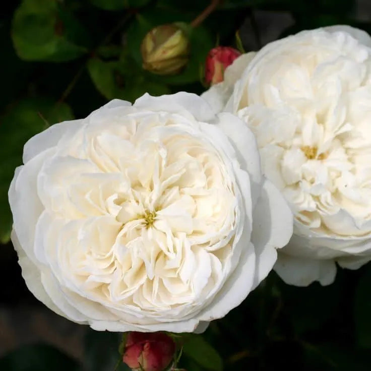 Rose,  Fair Bianca