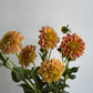 Dahlia, Fruit Tingle