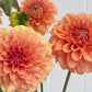 Florelie Nectar
