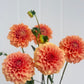 Florelie Nectar