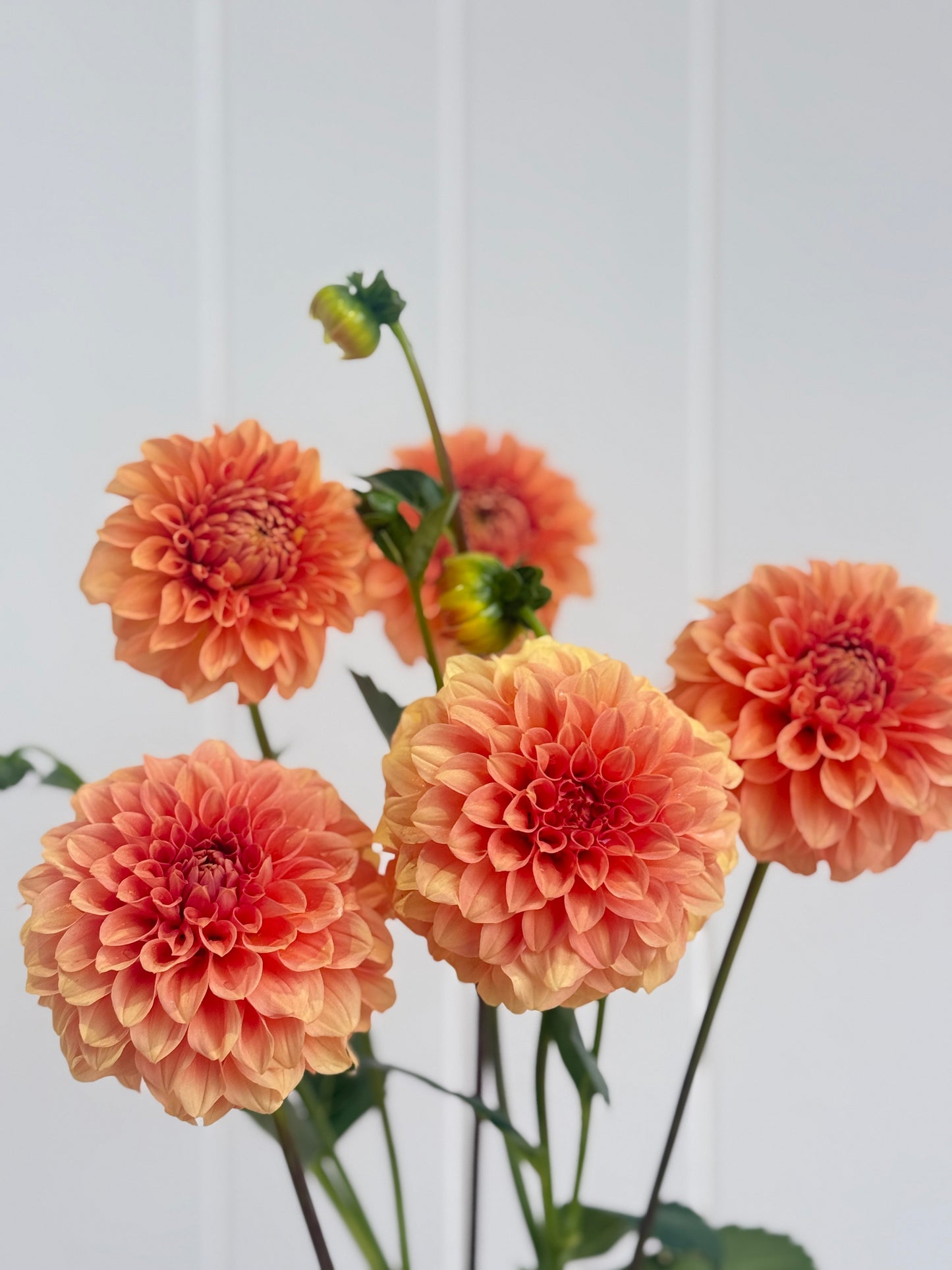 Florelie Nectar
