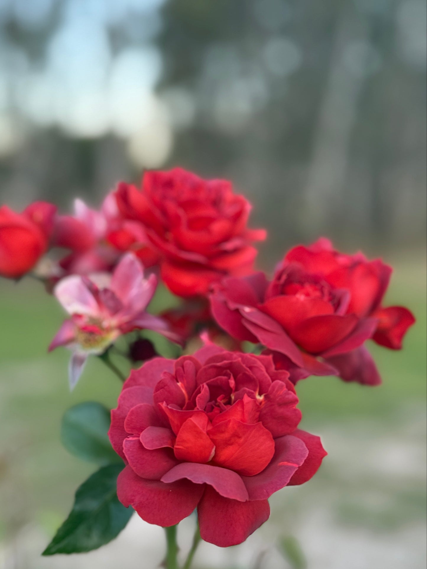 Rose, Hot Cocoa