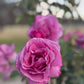 Rose, Fragrant Plum