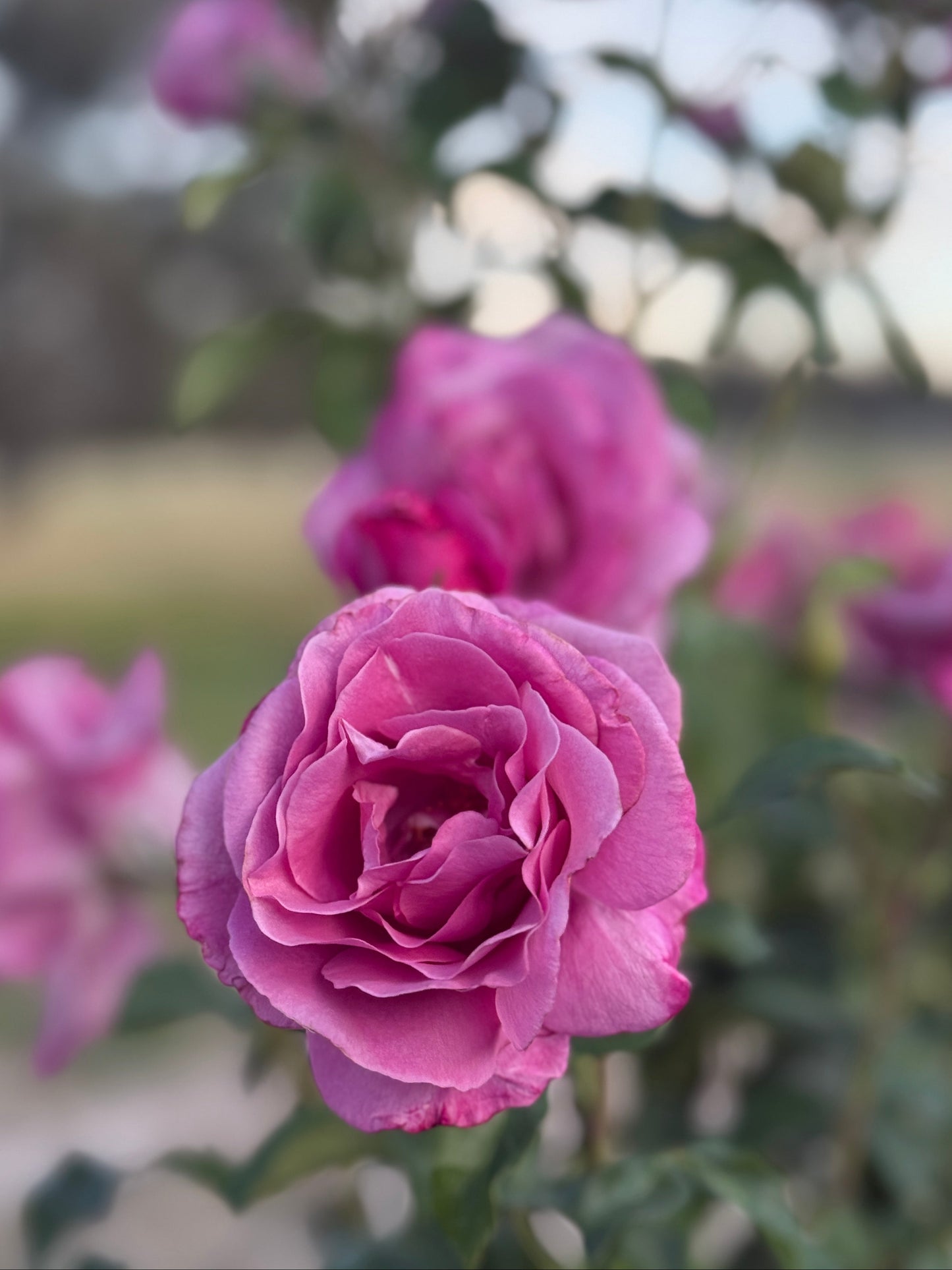 Rose, Fragrant Plum