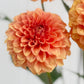 Florelie Nectar