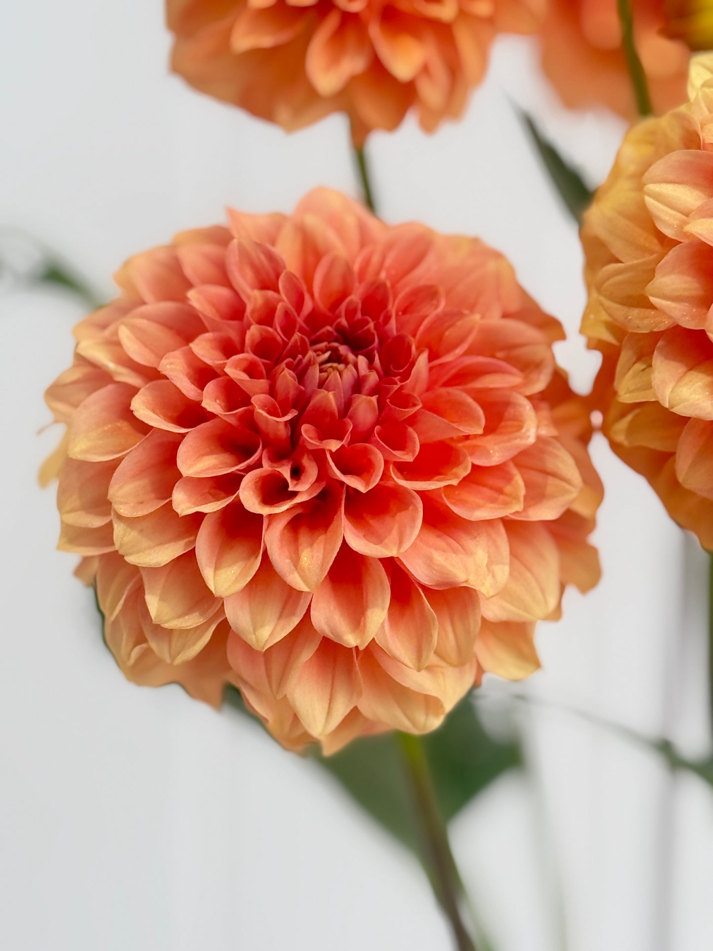 Florelie Nectar