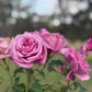 Rose, Fragrant Plum