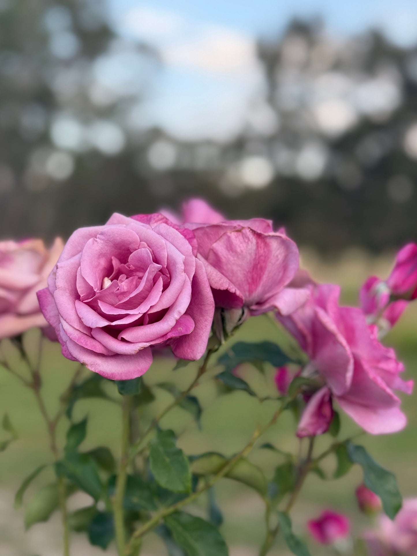 Rose, Fragrant Plum