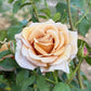 Rose, Honey Dijon