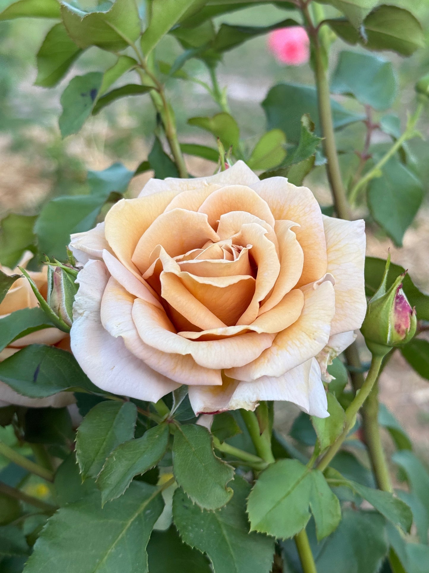 Rose, Honey Dijon