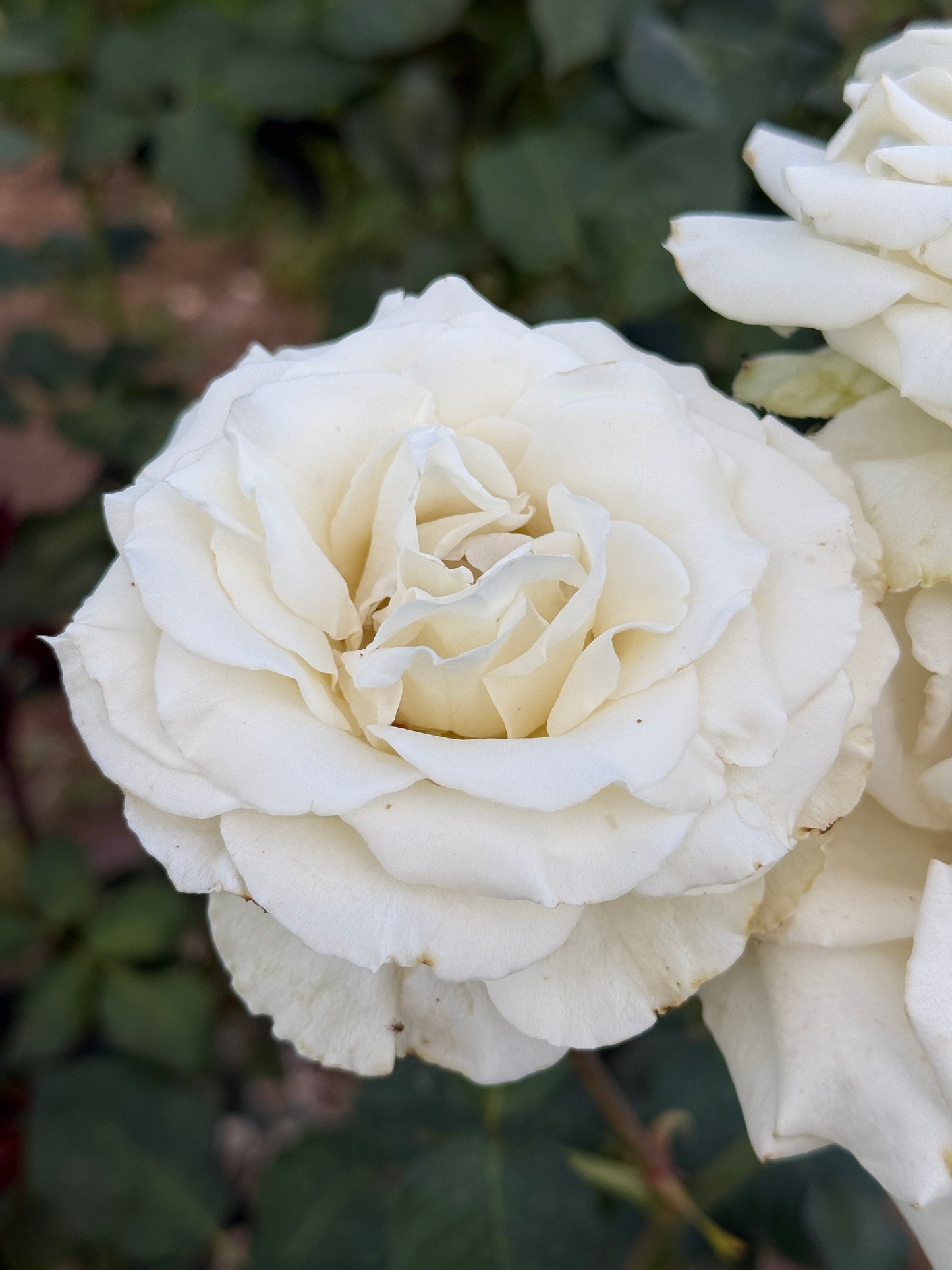 Rose, Tineke