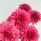 Florelie Guava