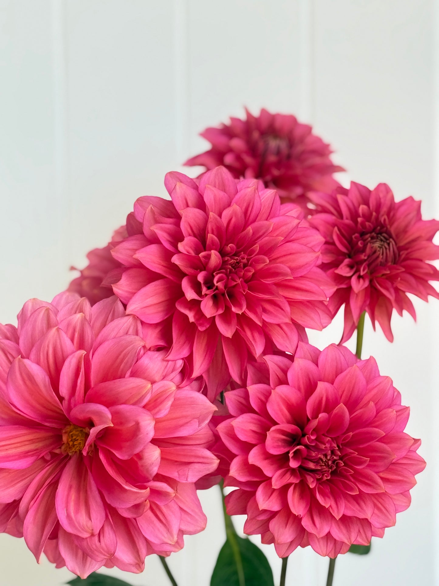 Florelie Guava