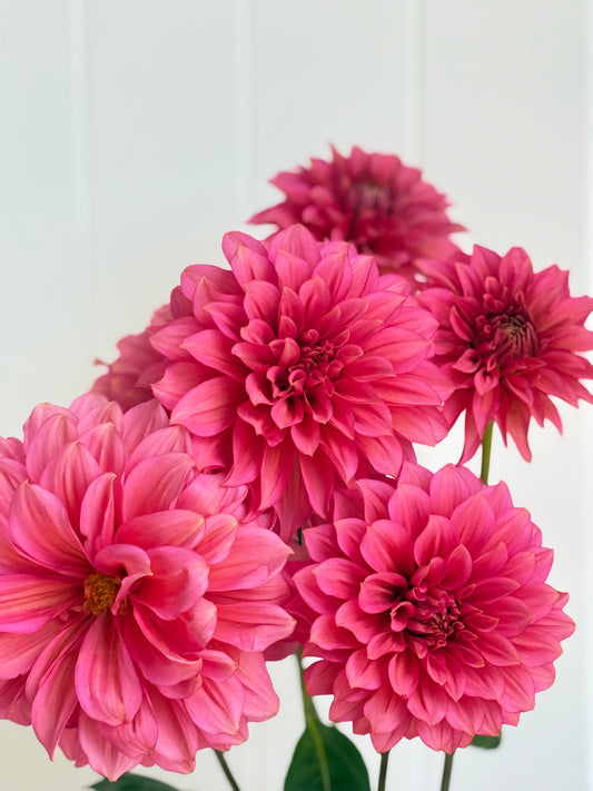 Florelie Guava