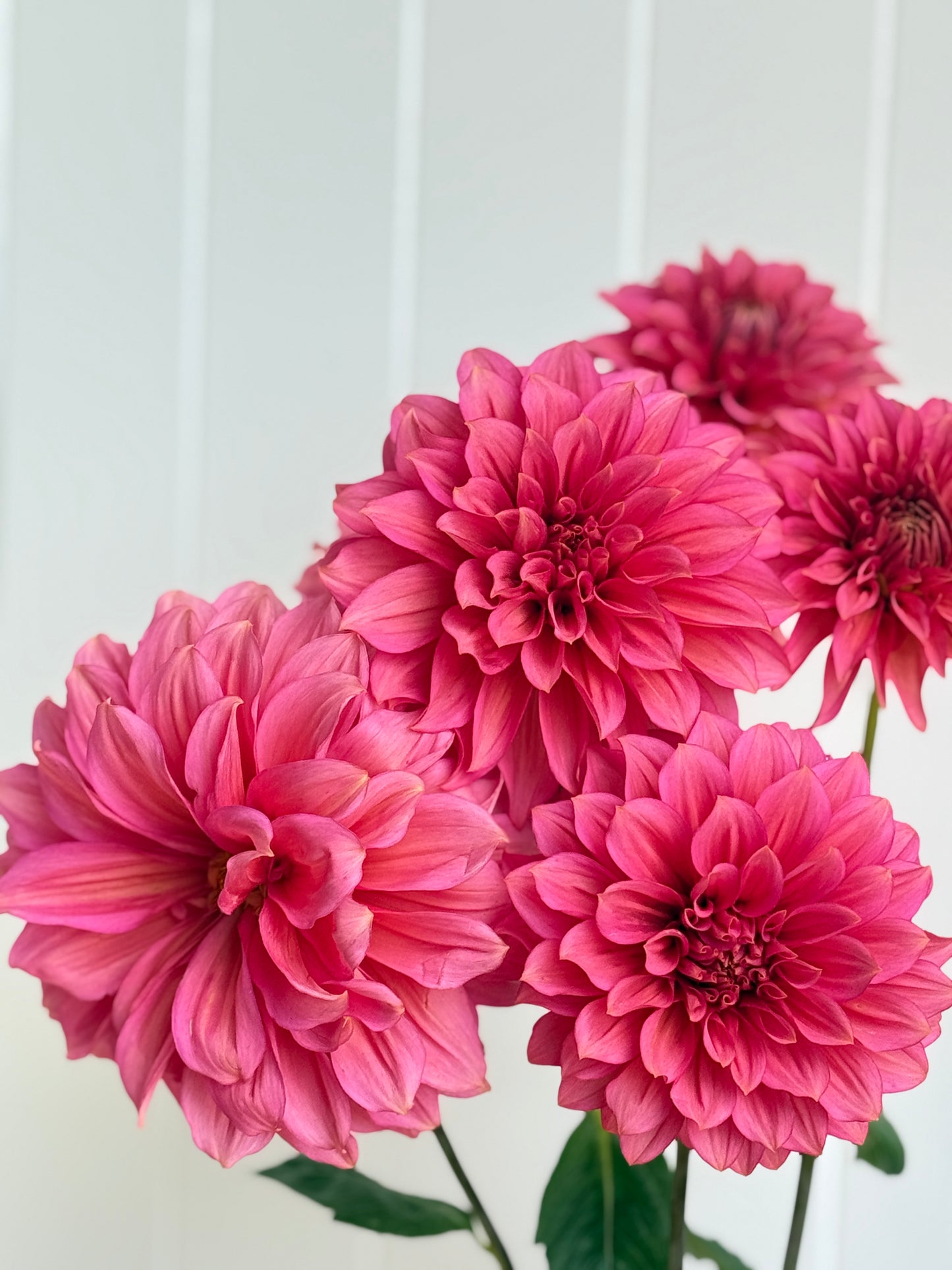 Florelie Guava