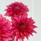 Florelie Guava