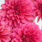 Florelie Guava