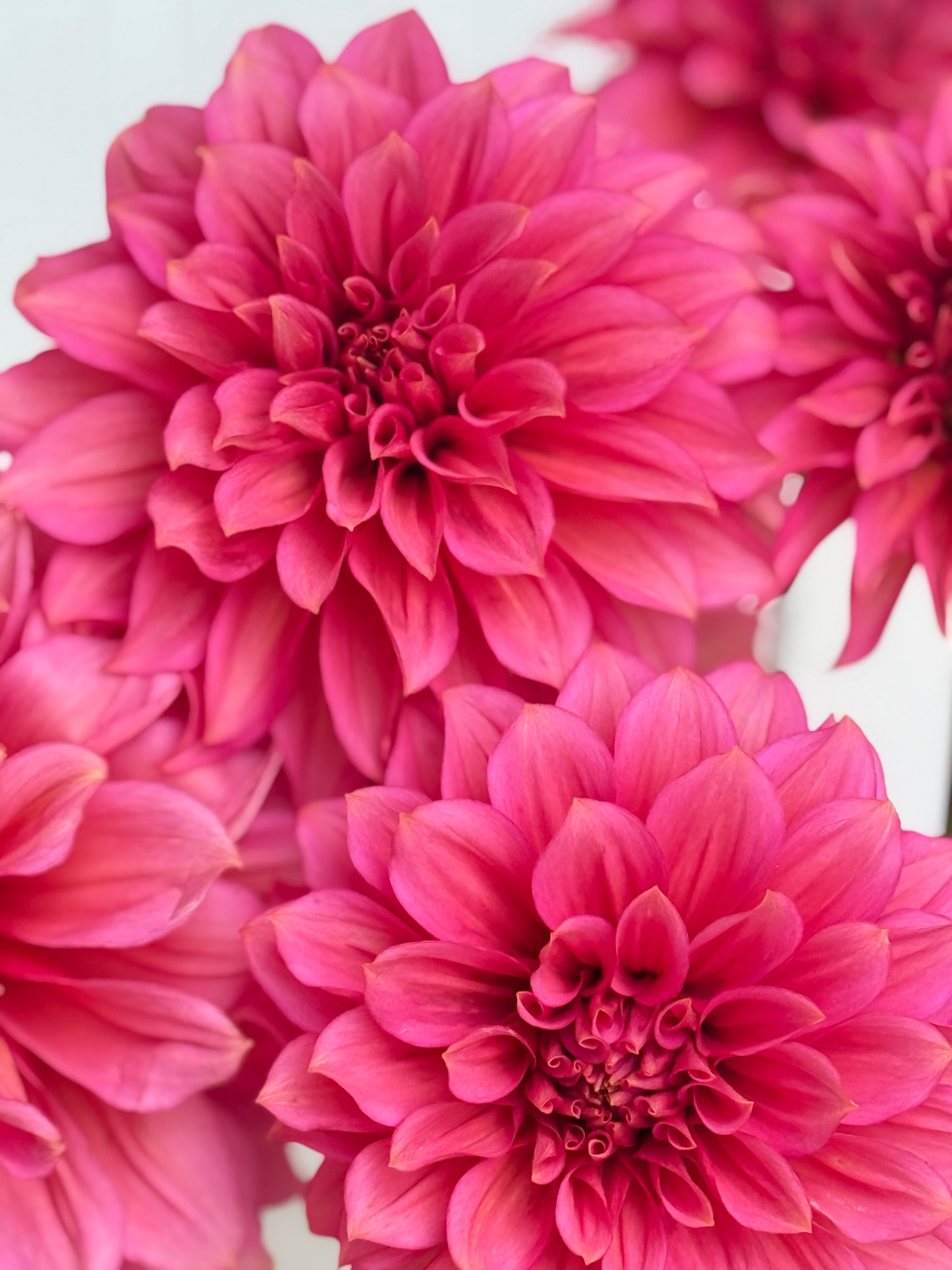 Florelie Guava