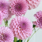 Araluen Leatrice