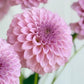 Araluen Leatrice