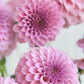 Araluen Leatrice