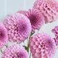 Araluen Leatrice
