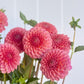 Florelie Flamingo