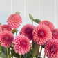 Florelie Flamingo