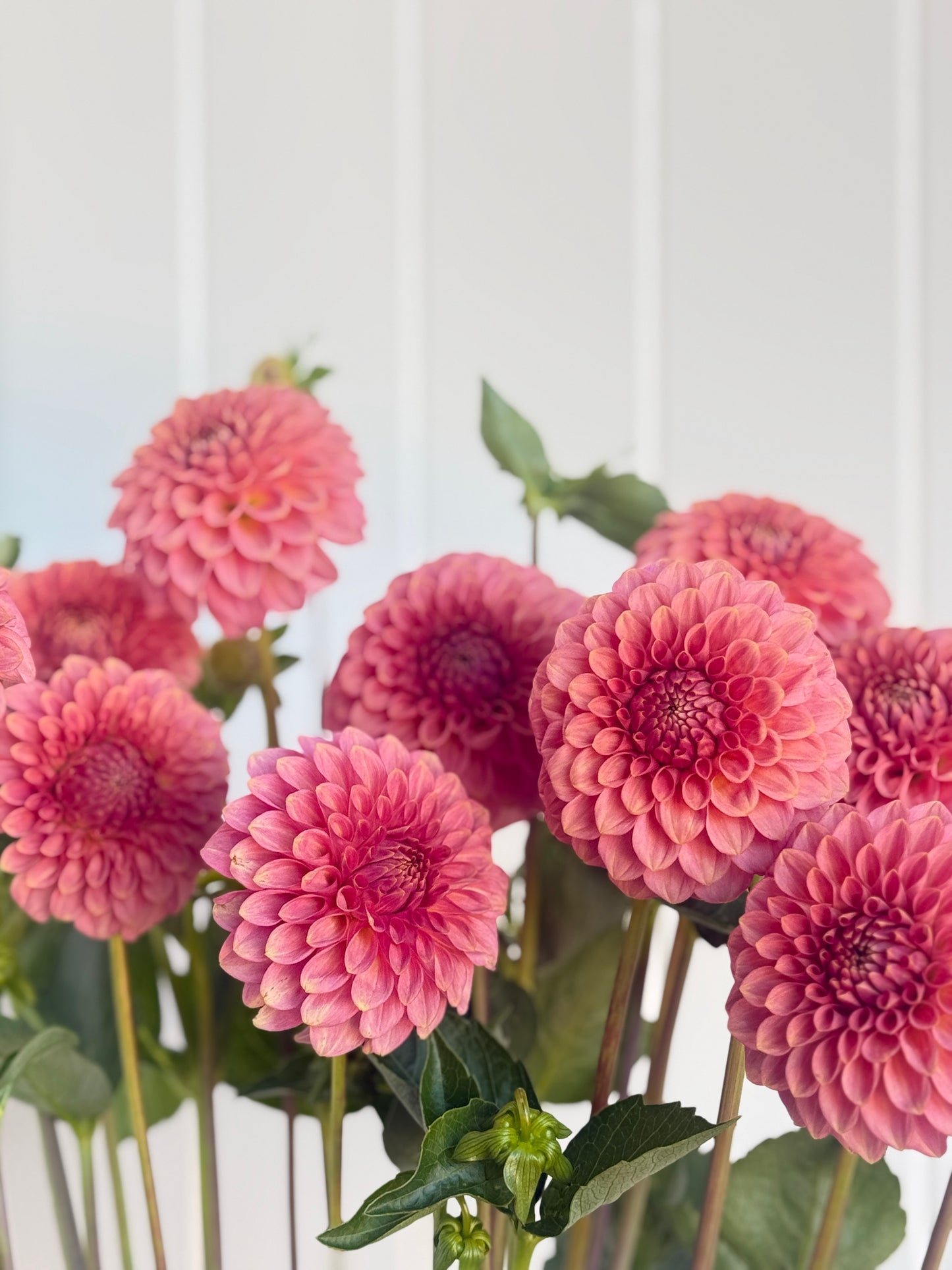 Florelie Flamingo