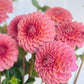 Florelie Flamingo