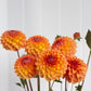 Blyton Softer Gleam