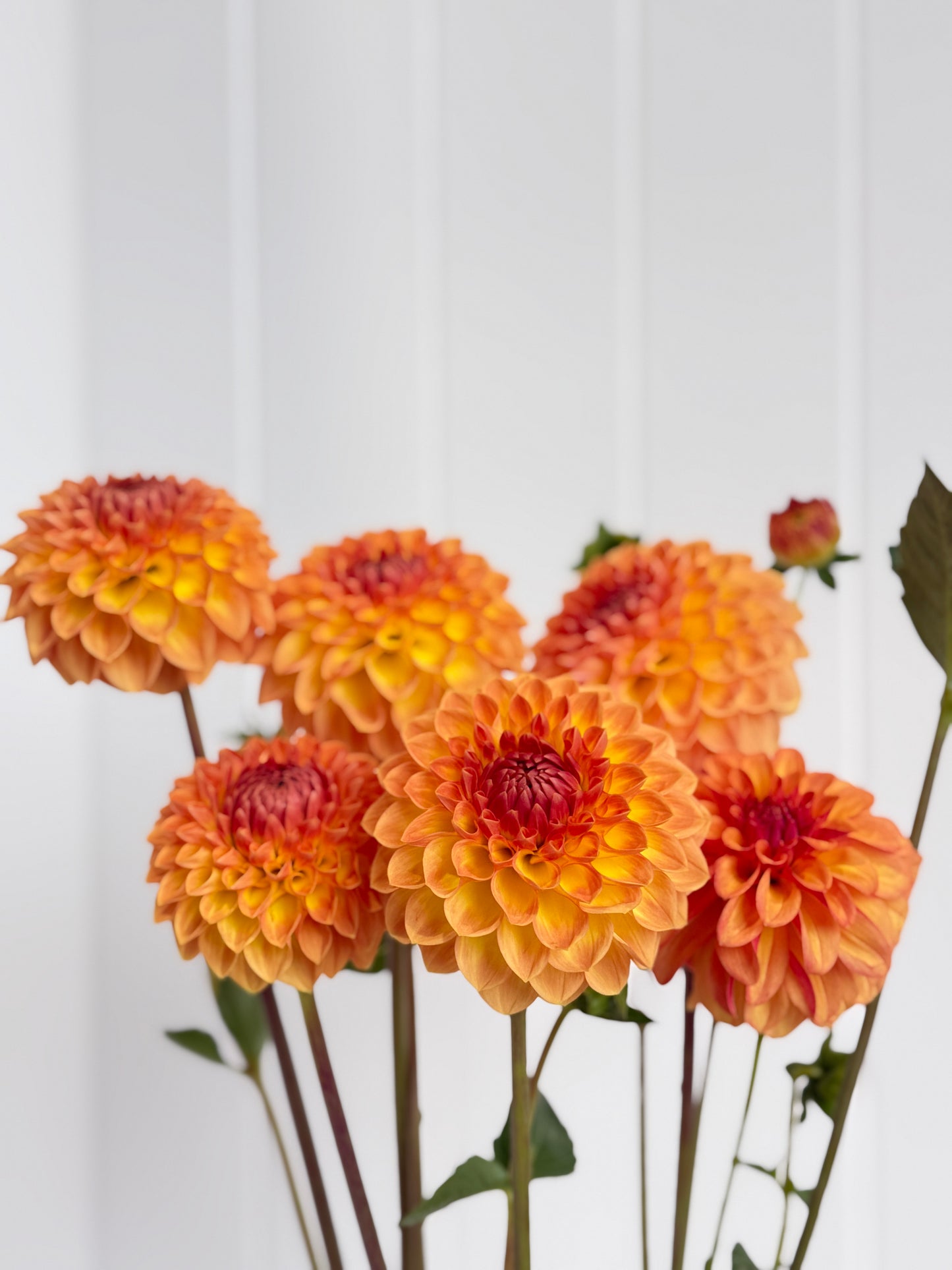 Blyton Softer Gleam