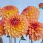 Blyton Softer Gleam